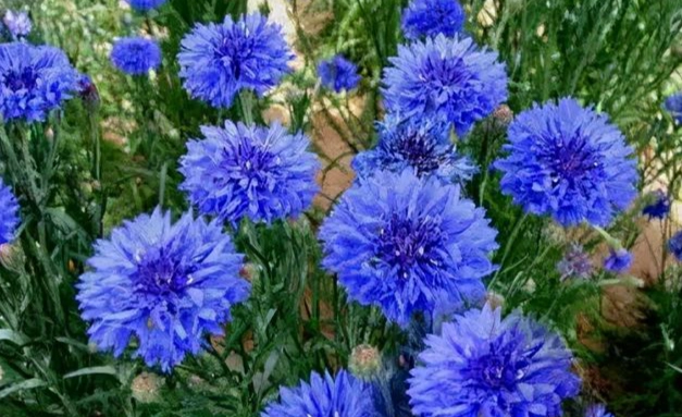 矢車菊開花時間 矢車菊開花時間