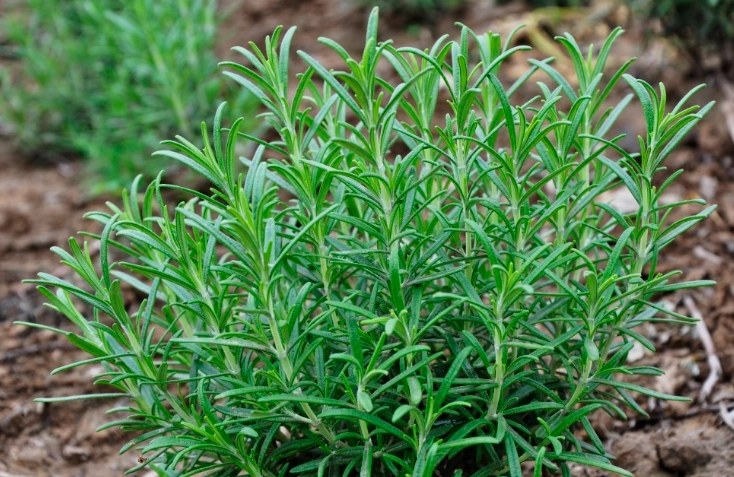 迷迭香泡茶方法 迷迭香泡茶方法