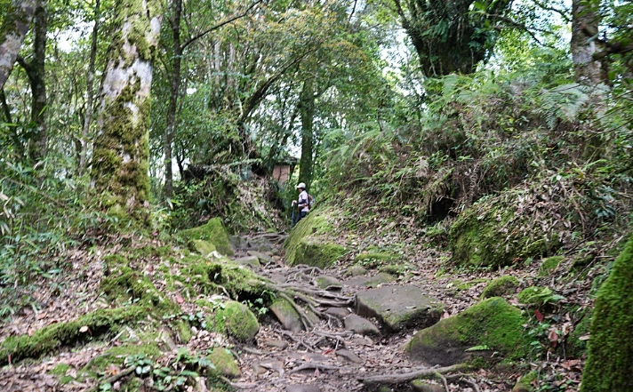 阿里山步道推薦 阿里山步道推薦